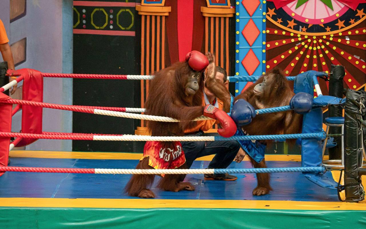 Ausgebeutete Orang-Utans in Freizeitparks