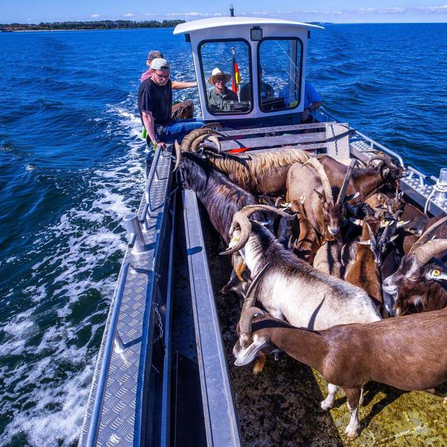 Ziegen ziehen auf Boot zur Insel Walfisch um