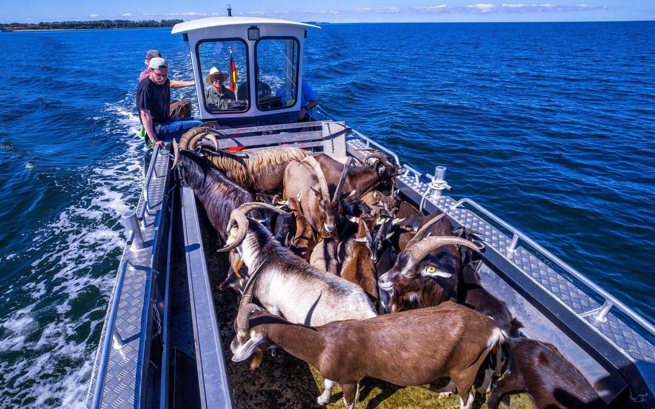 Ziegen ziehen auf Boot zur Insel Walfisch um