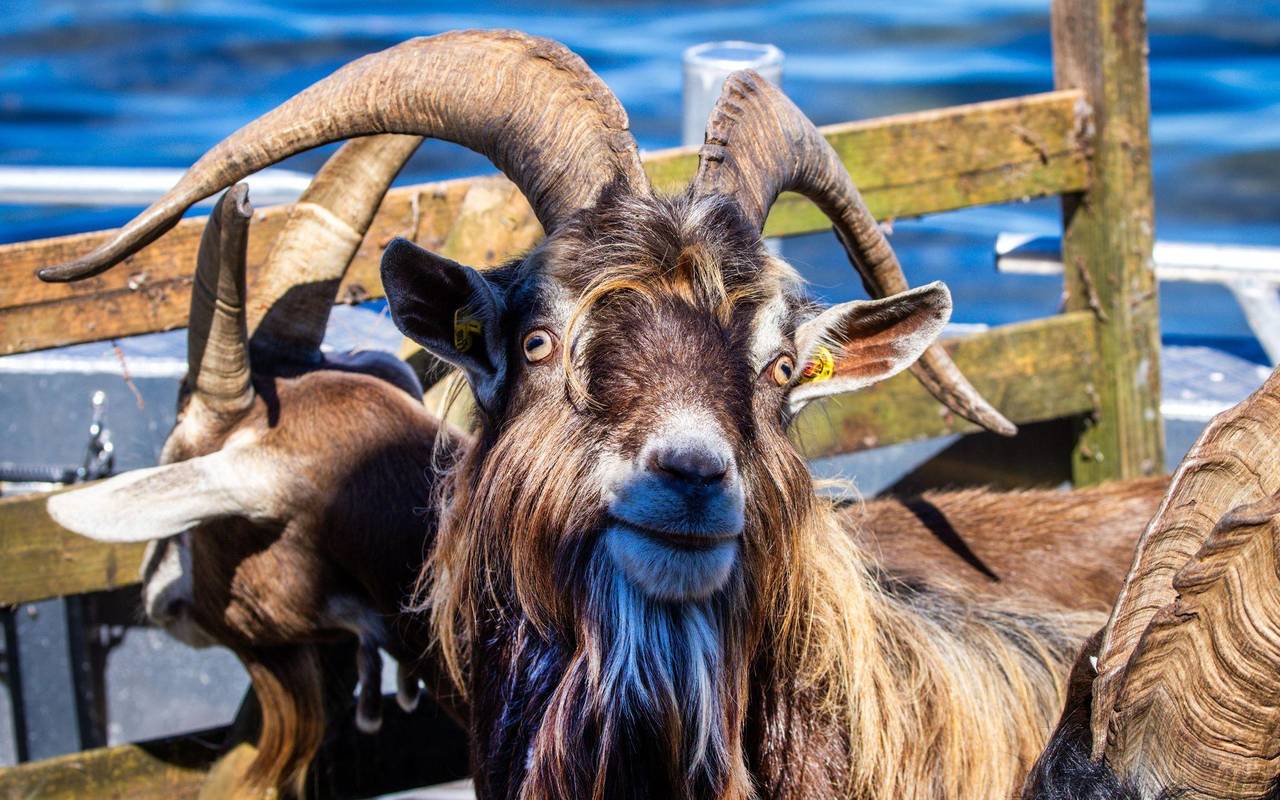Ziegen ziehen auf Boot zur Insel Walfisch um