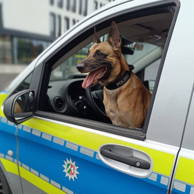 Symbolbild: Einbrecher durch Diensthund gestellt