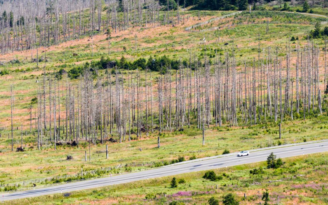 Abgestorbene Fichten stehen zwischen Bad Harzburg und Torfhaus im Harz.