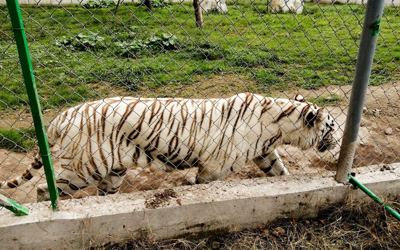 Tiger in Mexiko nach Unwetter auf freiem Fuß