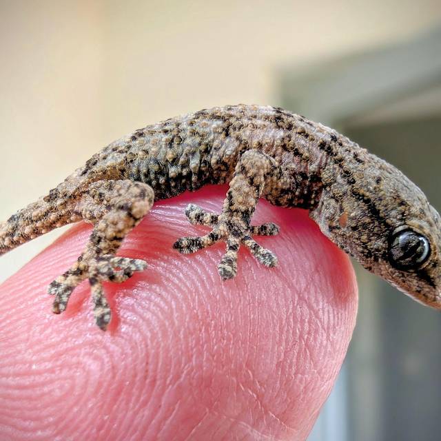 Lebender Gecko in Packung mit Rucola-Salat gefunden