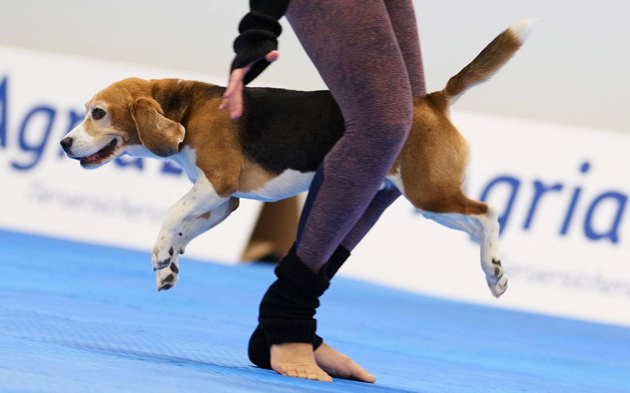 Meisterschaft im Dog Dancing auf Messe «Hund & Pferd»