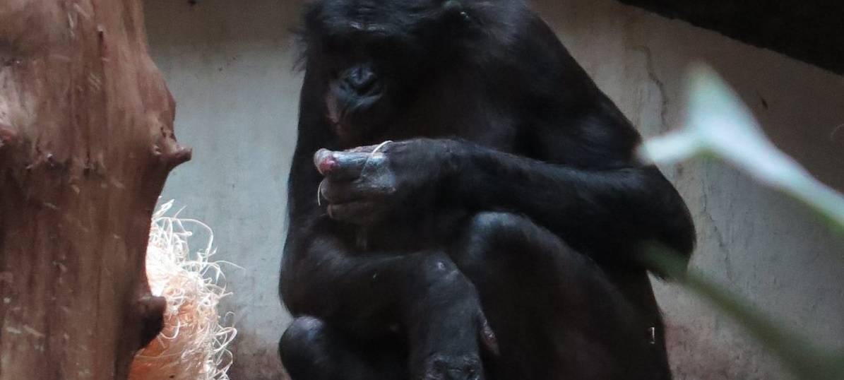 Wuppertaler Zoo: Eintrittspreise erhöht