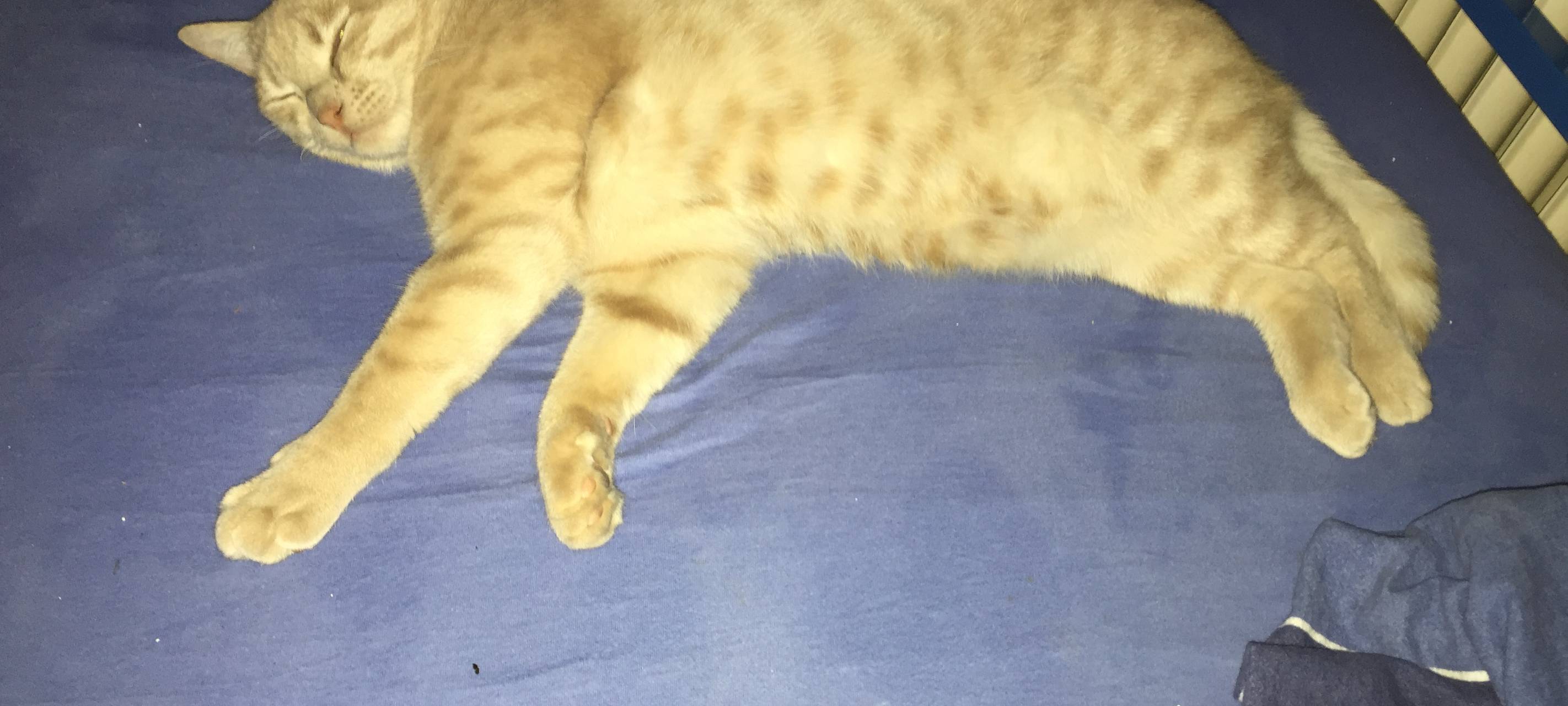 Orangener Kater wird in Remscheid vermisst