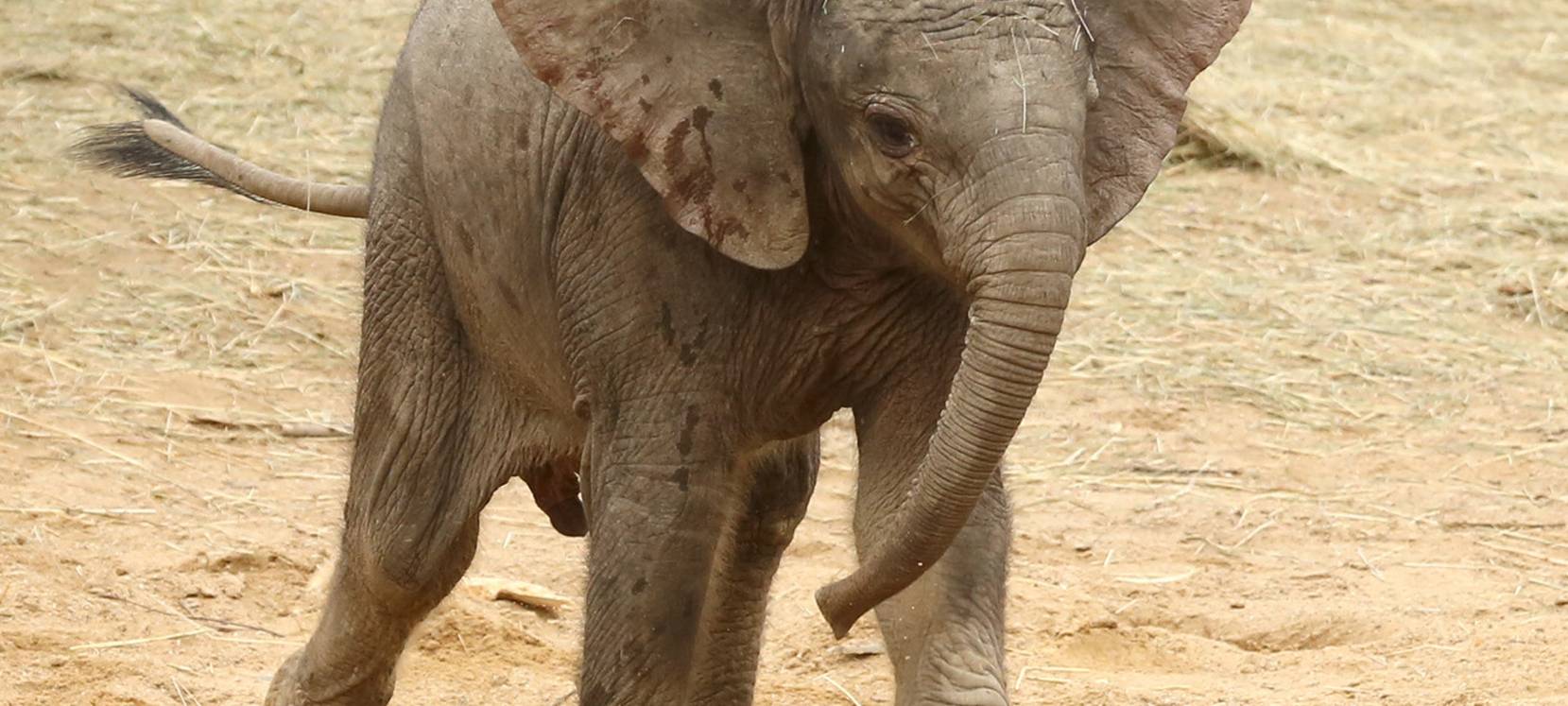 Wuppertaler Zoo bleibt wegen Sturm geschlossen