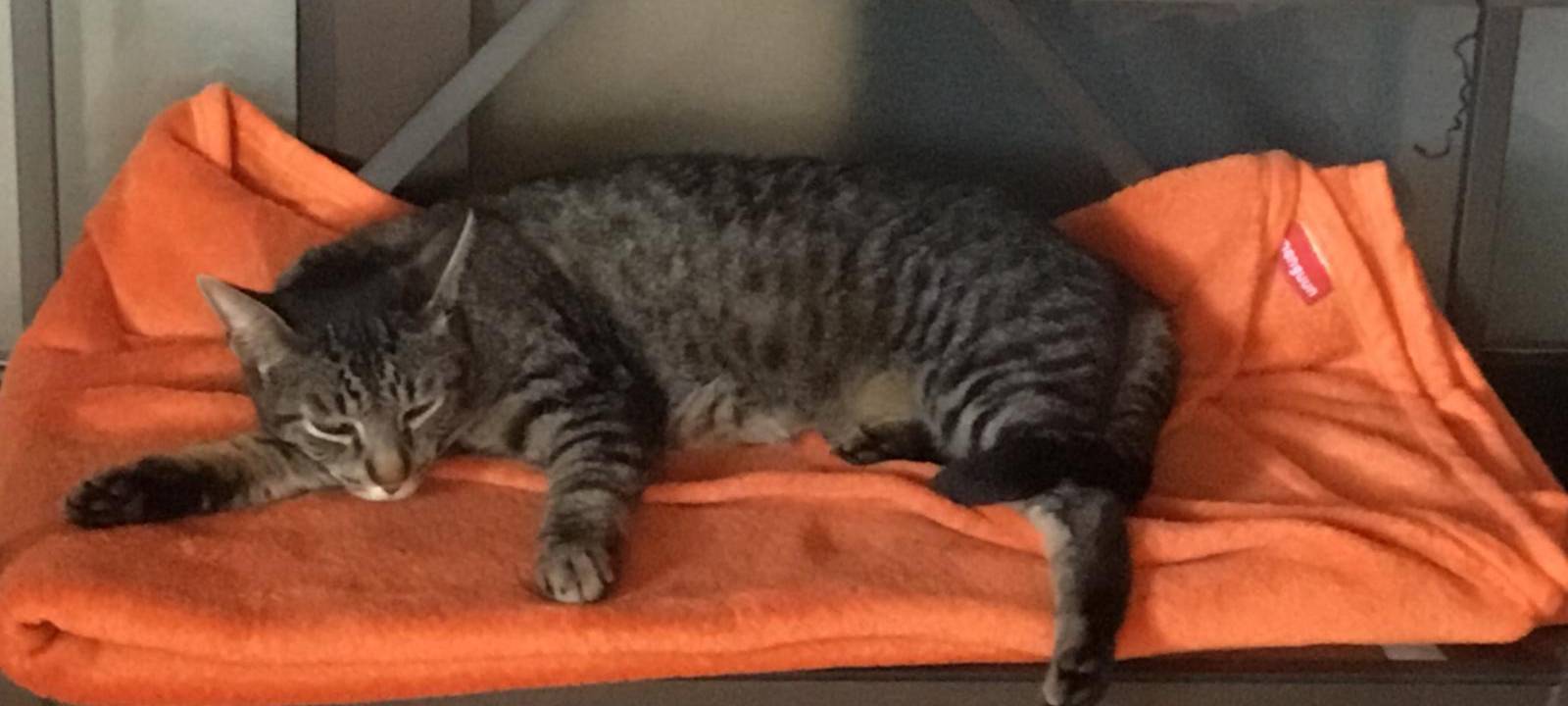 Kater in Solingen vermisst