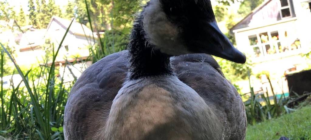 Wer hat die Graugans in Solingen gesehen?