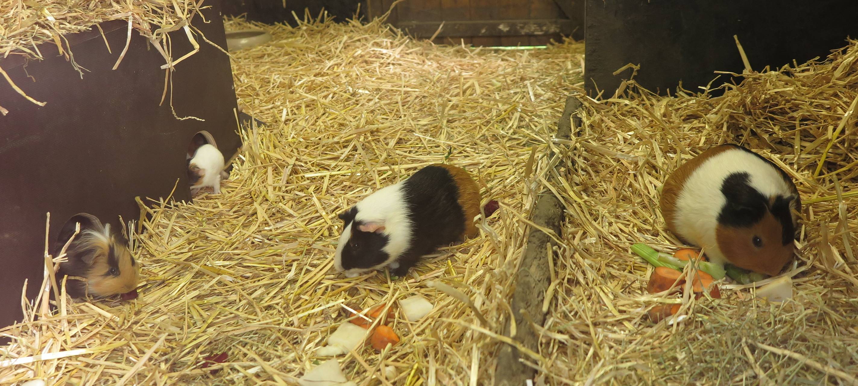 Meerschweinchen im Wuppertaler Zoo