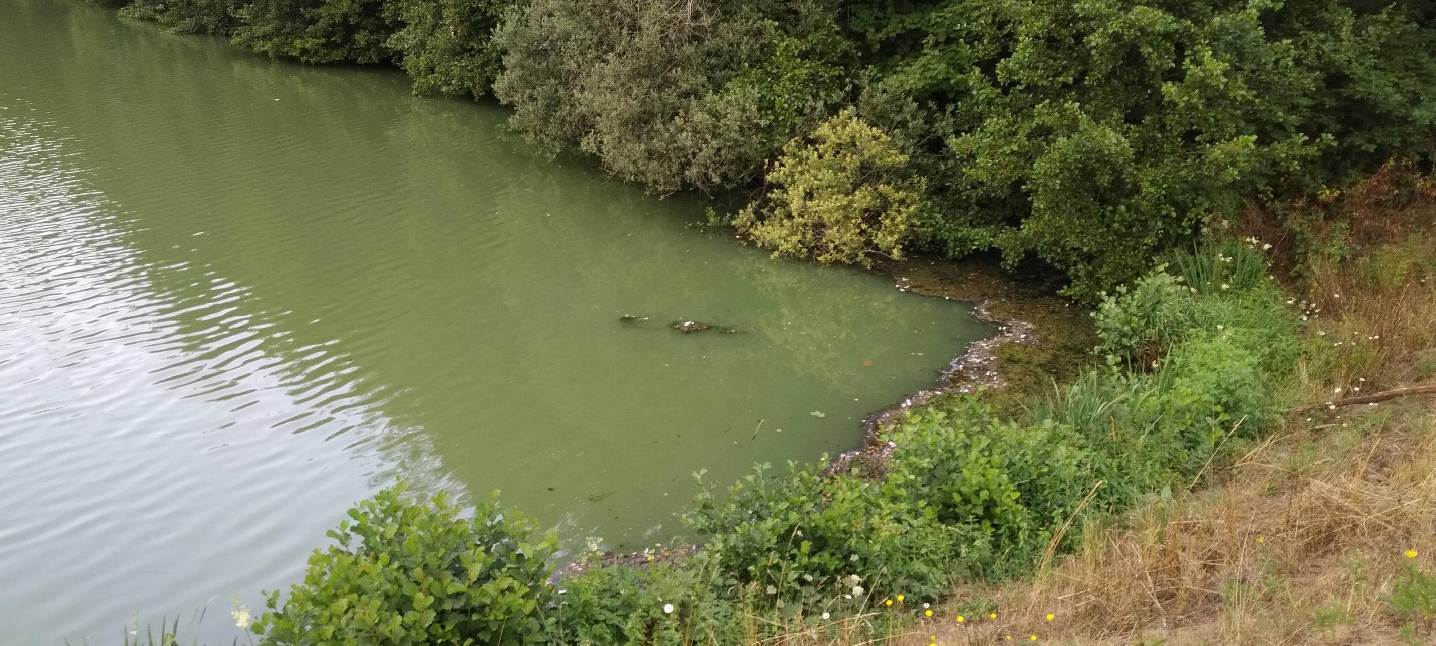 Blaualgen in Lenneper Bach-Vorsperre