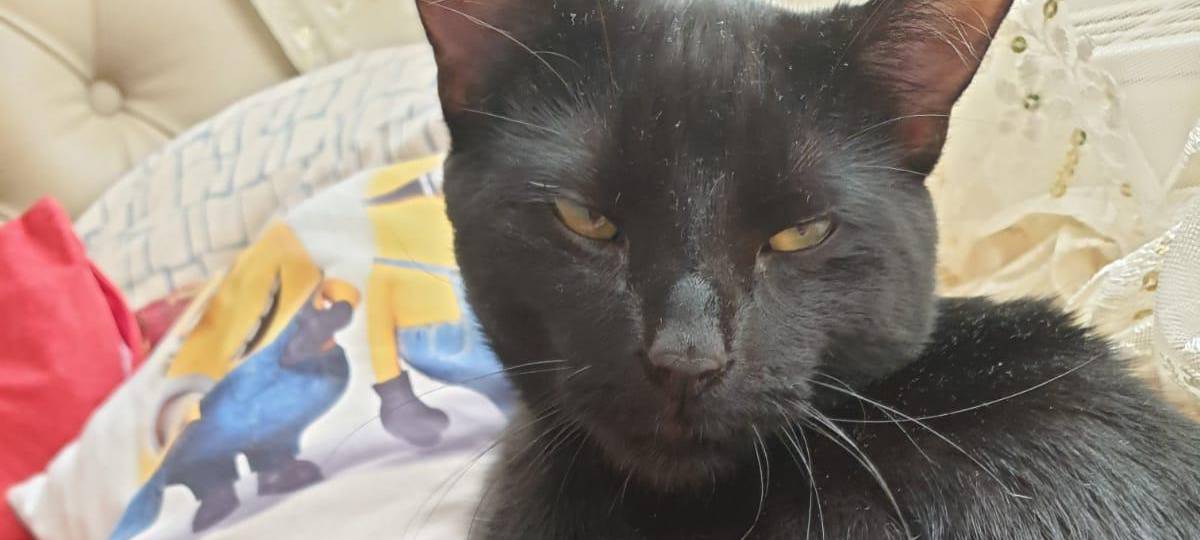 Wer hat Kater Samy gesehen?