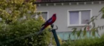 Bunter Rosellasittich in Remscheid gesichtet