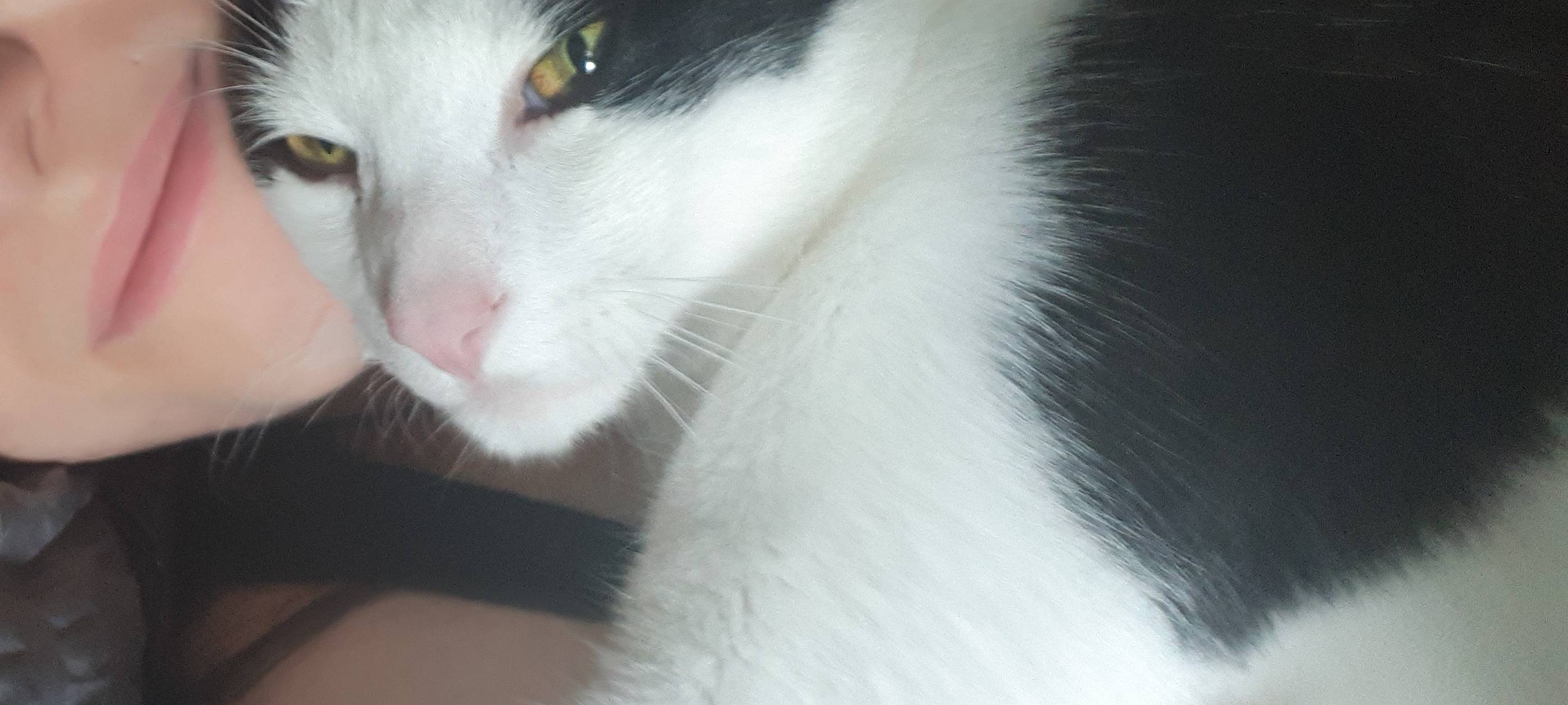 Kater Sky in Solingen gesucht