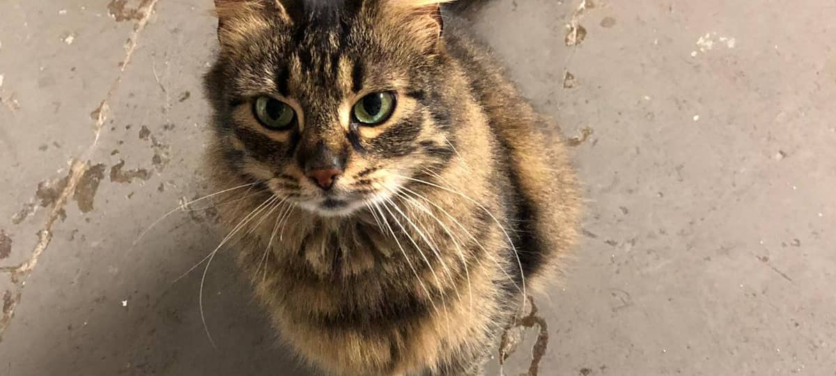 Verletzte Katze in Solingen Wald dringend gesucht