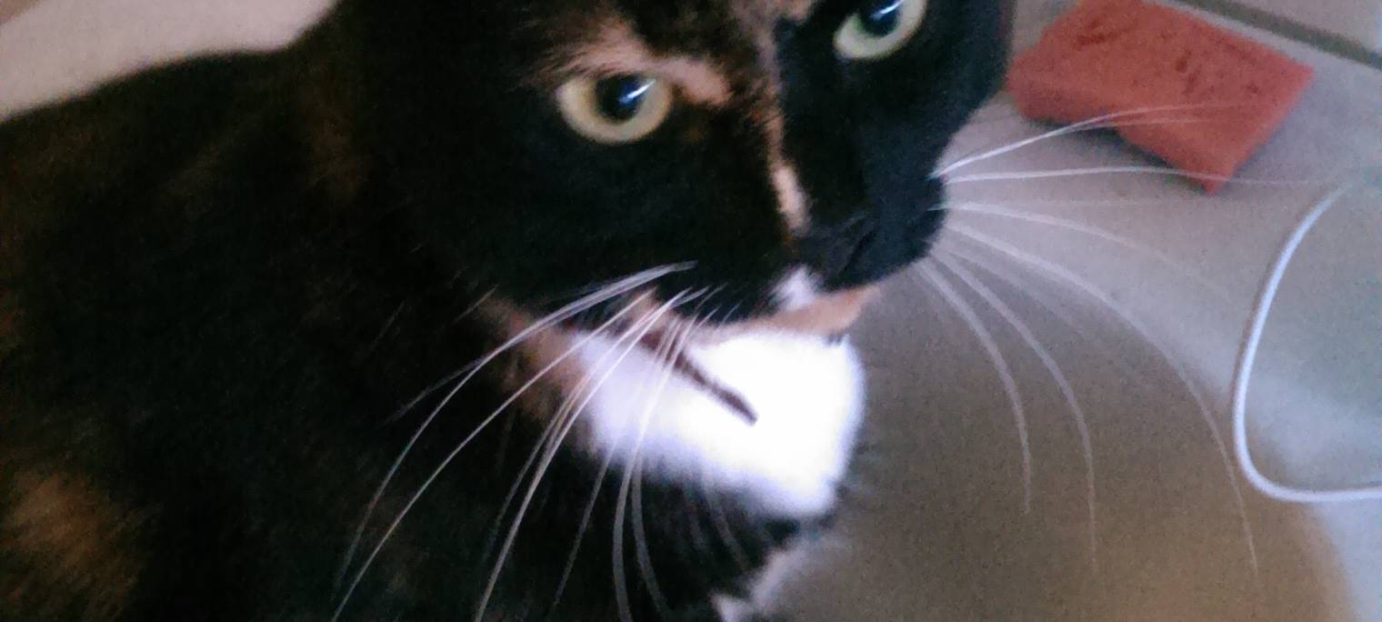Katze Sternchen in Solingen vermisst