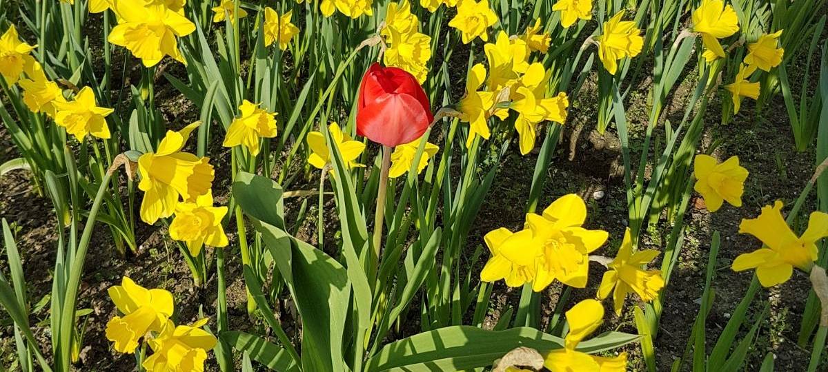 Solinger Grüne erfolgfreich mit BUGA-Antrag