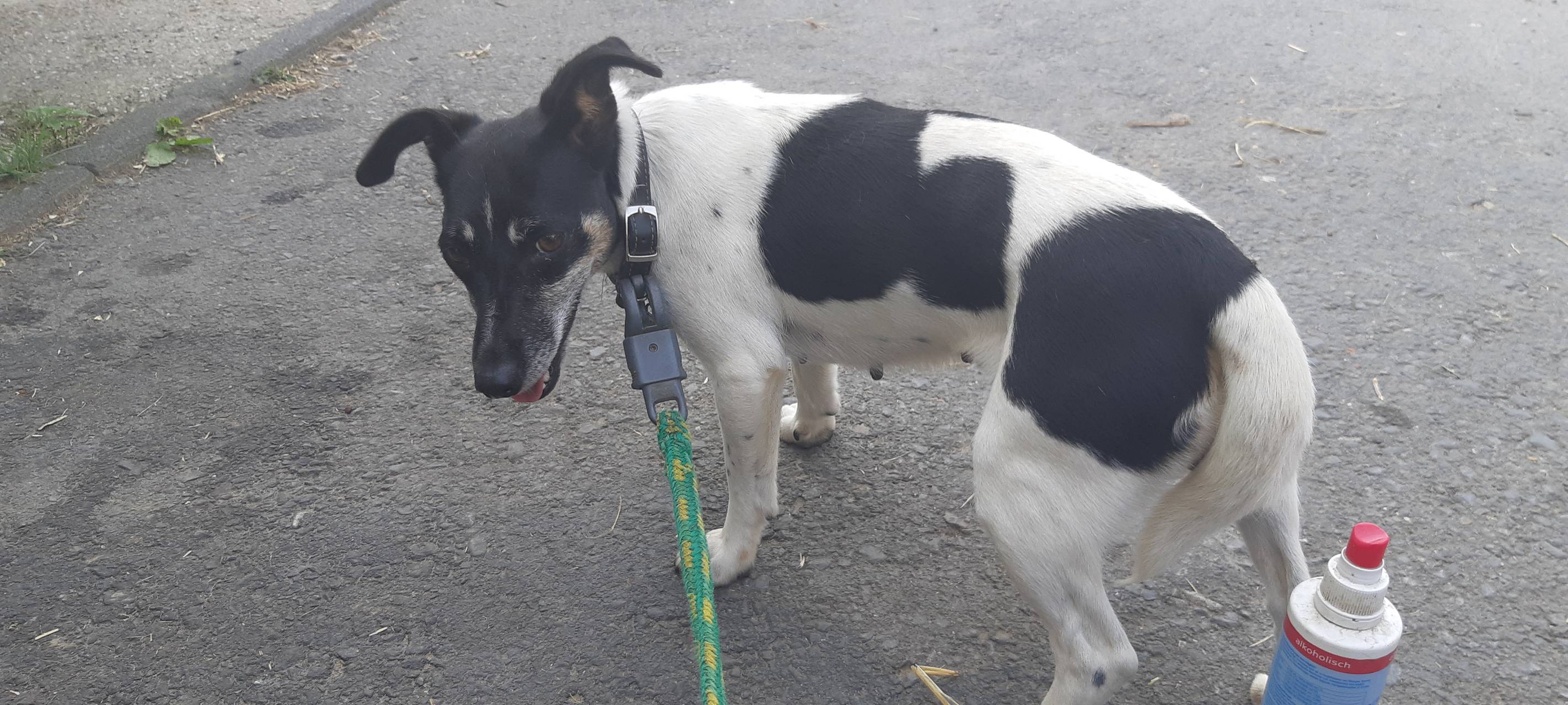 Wer vermisst seine Jack Russel Dame?