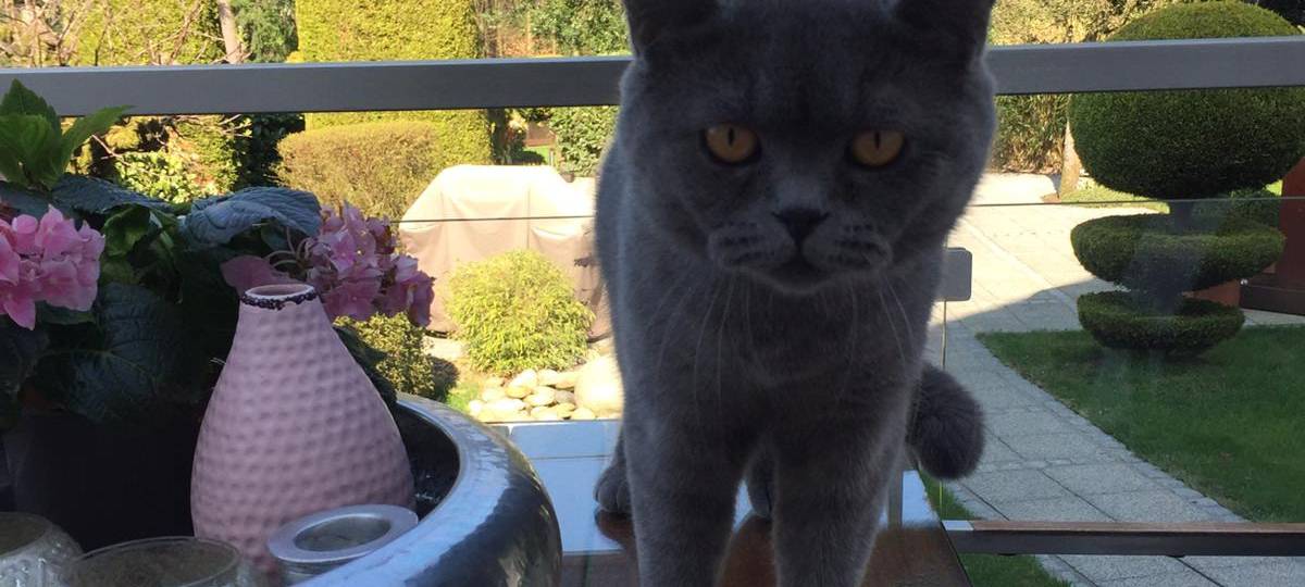 Kater auf der Frankenstraße in Solingen vermisst