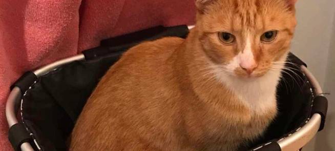 Kater Minor in Solingen Aufderhöhe vermisst
