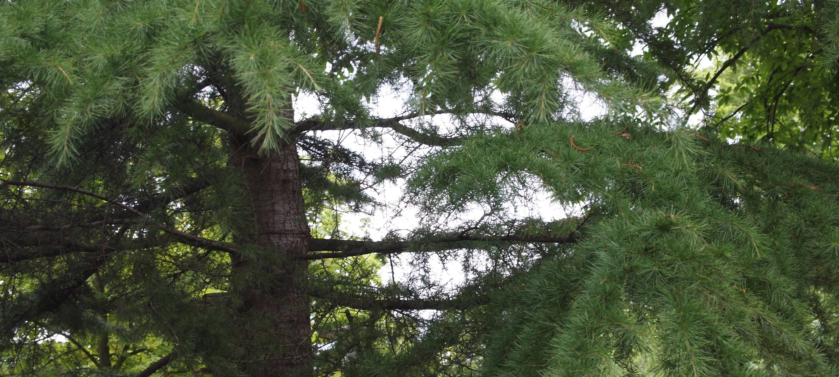 Remscheid soll Klimaschutzmaßnahmen erarbeiten
