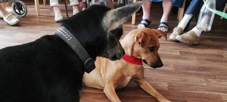 "Hunde für Menschen"