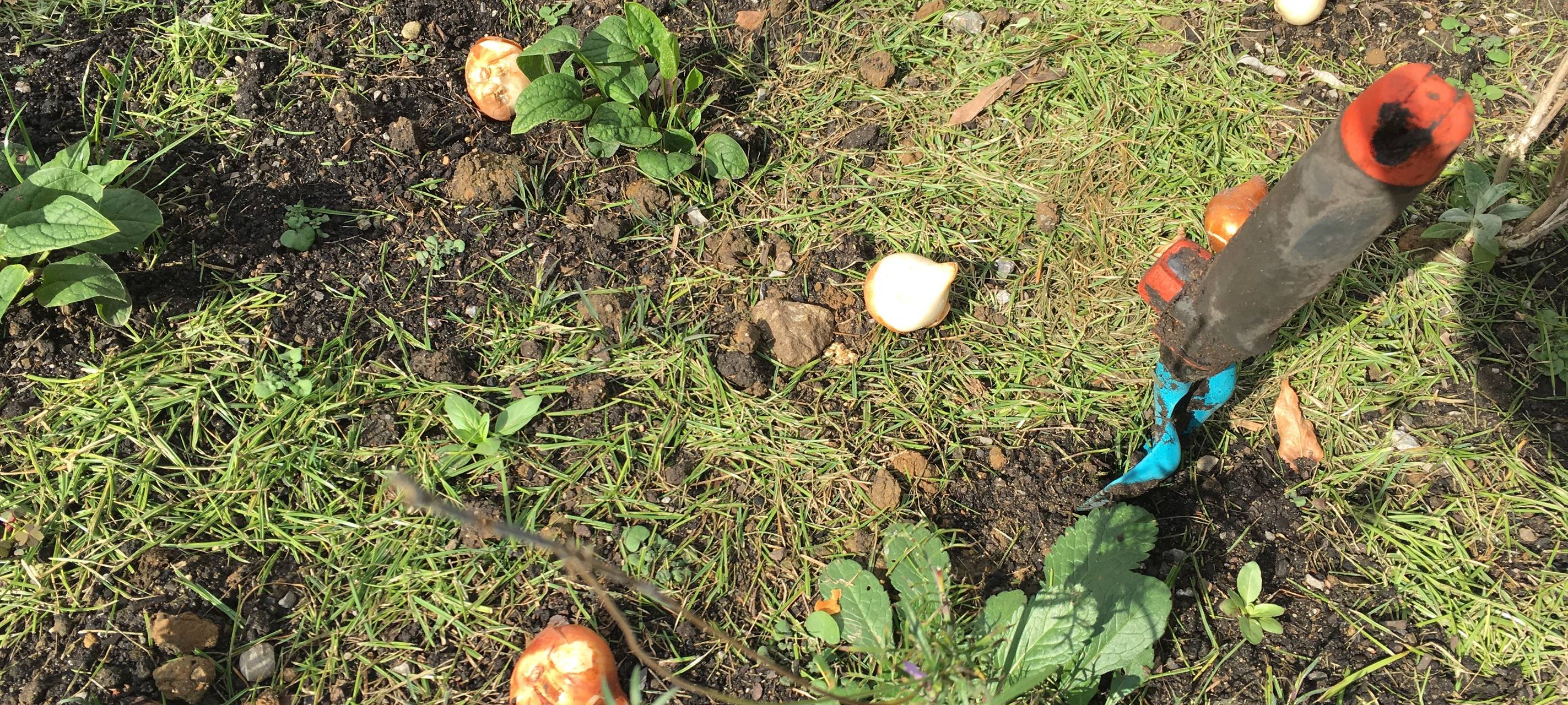 Blumenzwiebeln pflanzen