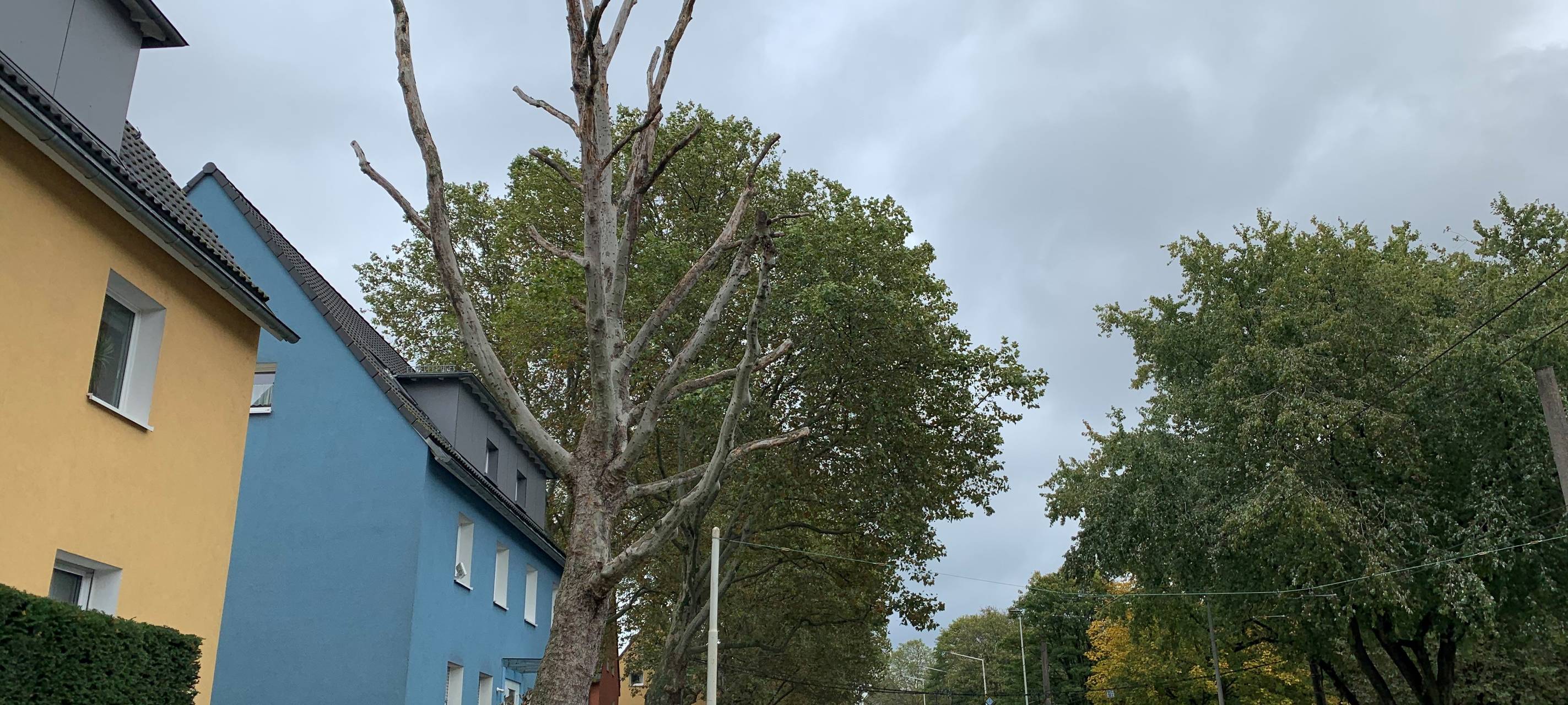 Bäume in Solingen vergiftet