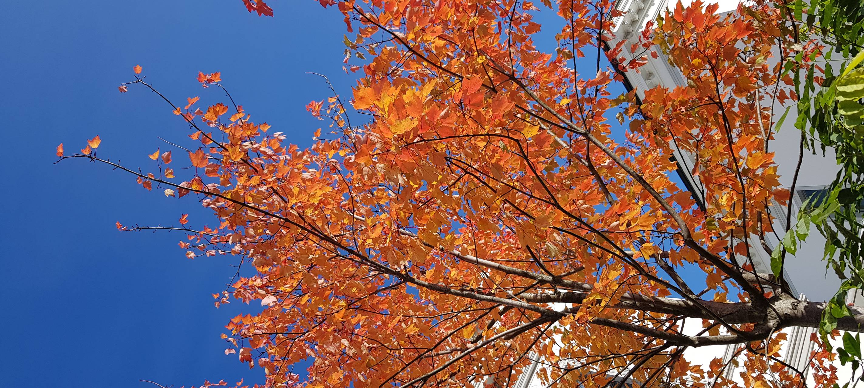Remscheid soll grüner werden