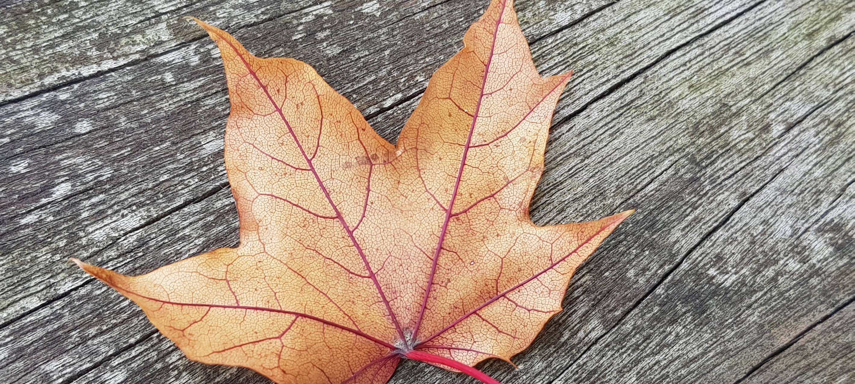 Tipps für die Woche vom 21. - 27. Oktober