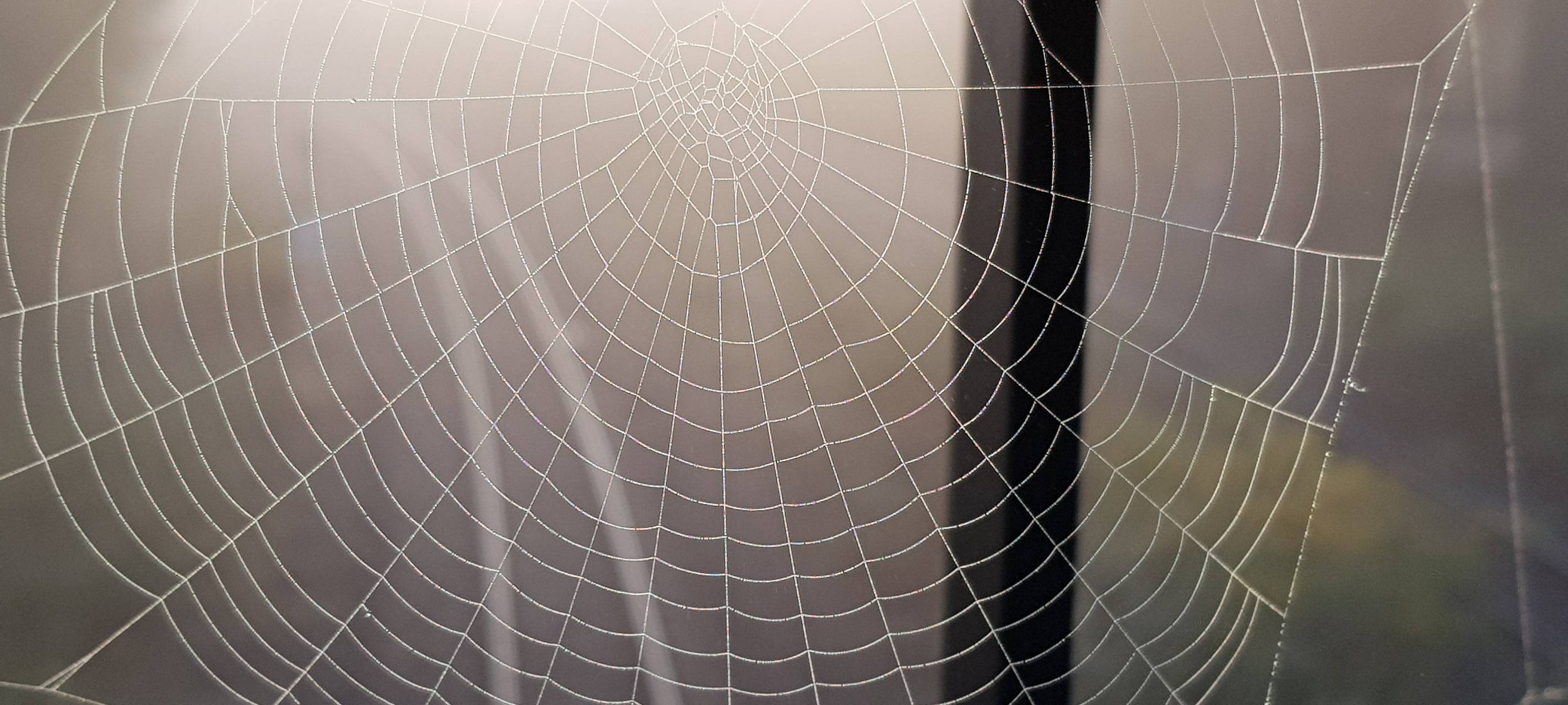 Immer mehr Nosferatu-Spinnen im RSG-Land