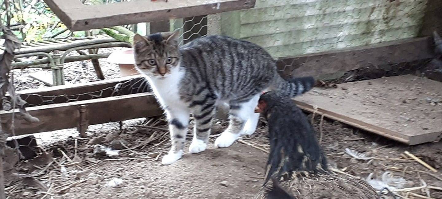 Katze in Remscheid Lennep zugelaufen