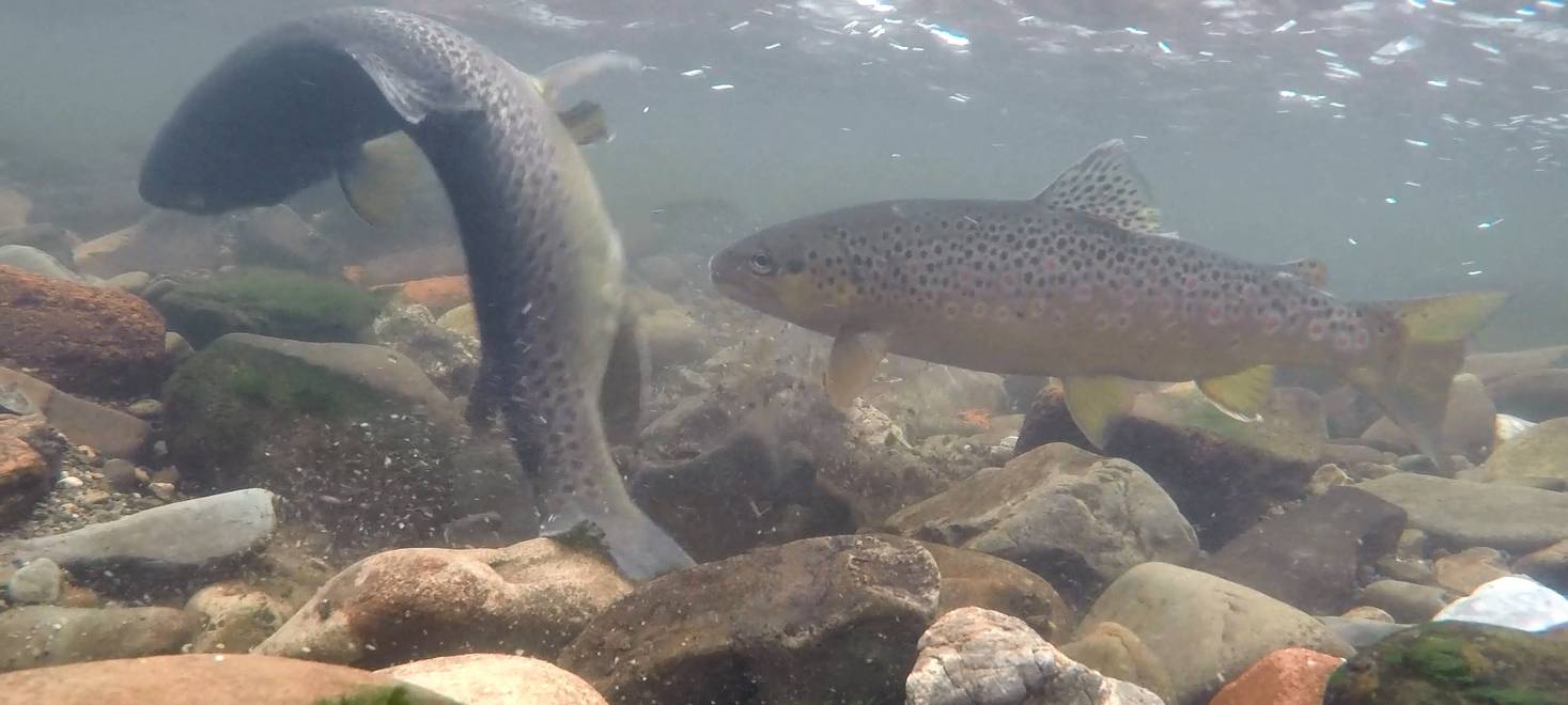 Klauberger Bach wird für mehr Hochwasserschutz umgebaut