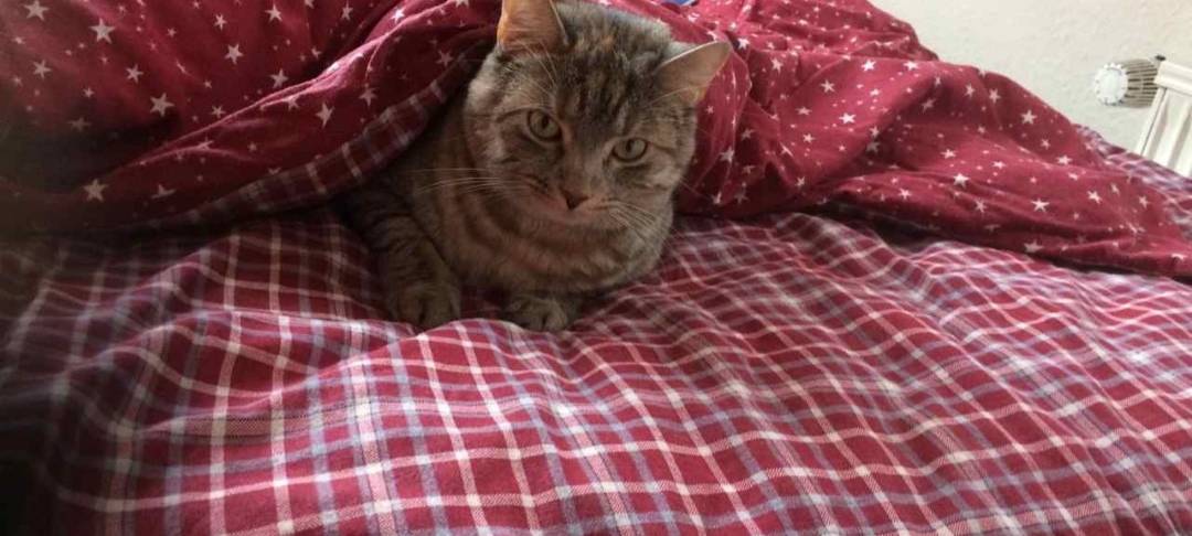 Katze Lili in Solingen vermisst