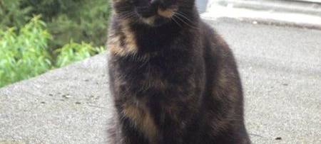 Katze Lizzy in Remscheid gesucht