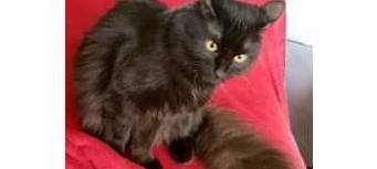 Katze Khaleesi in Solingen vermisst
