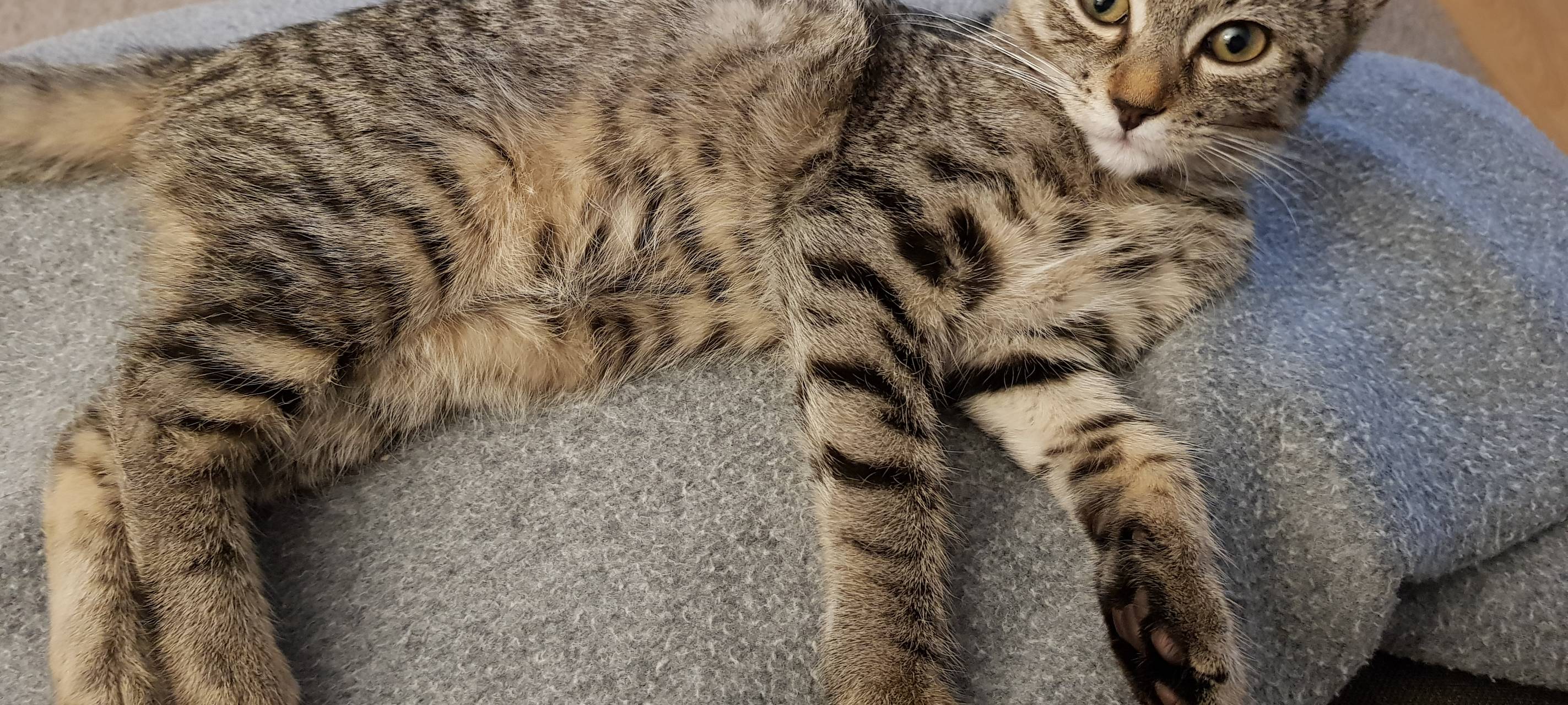 Katze Lissy in Solingen Gräfrath vermisst