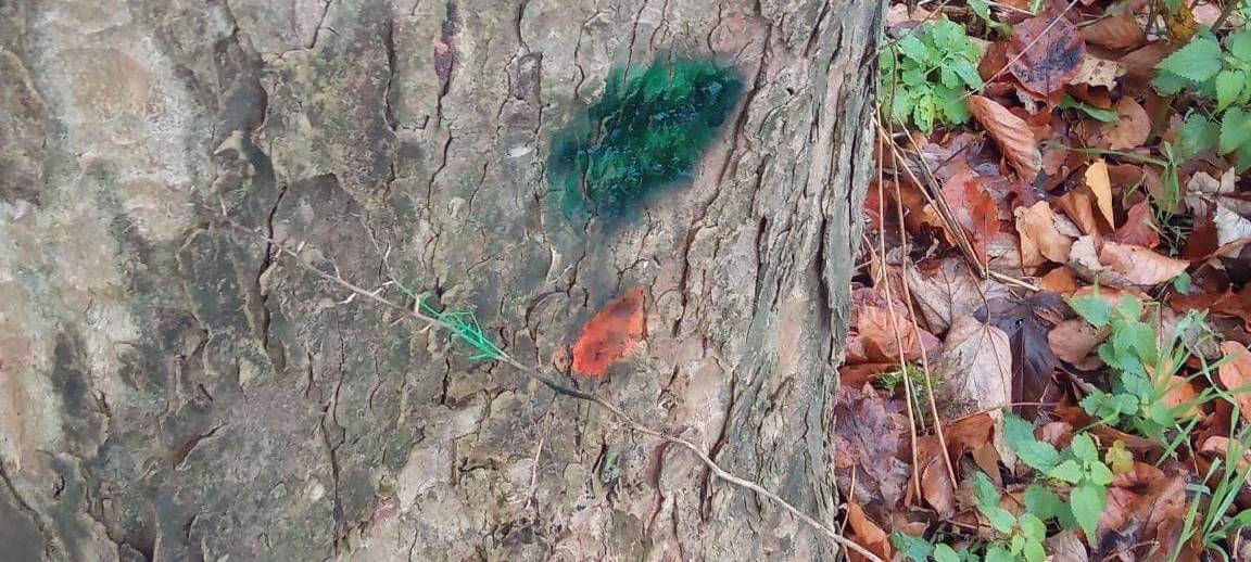 Die Wälder im RSG-Land erholen sich langsam