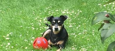 Zwergpinscher Silas in Solingen gesucht