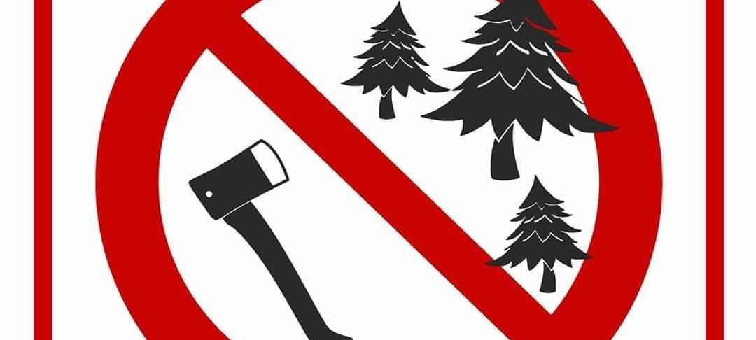 Weiter Protest gegen Baumfällungen