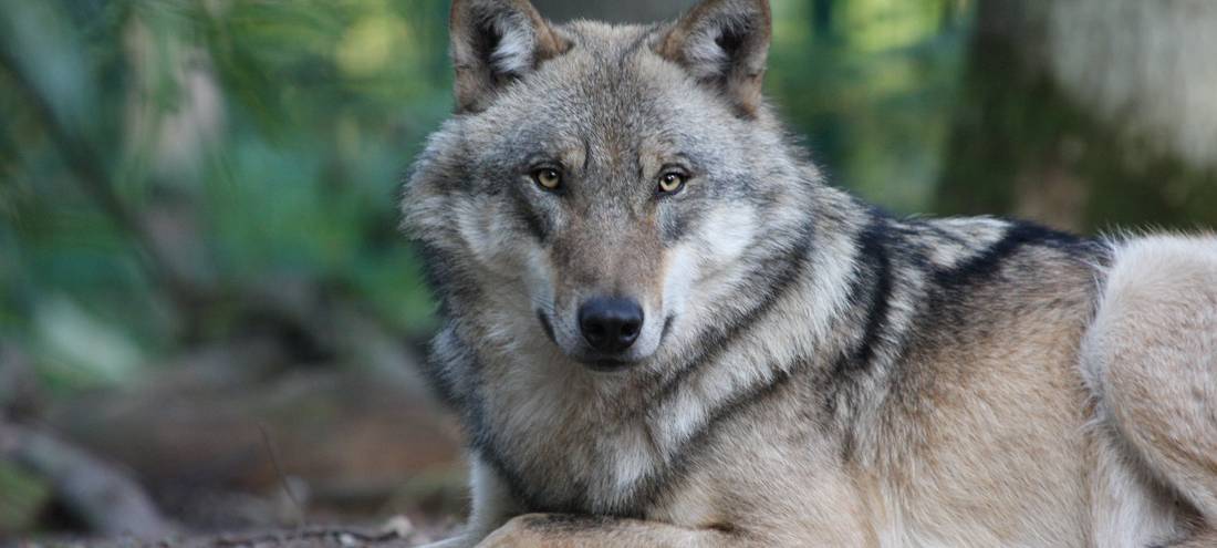 Wolf in Hückeswagen nachgewiesen