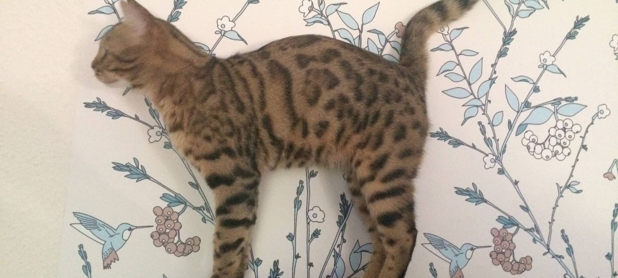 Kater Benji in Solingen Höhscheid vermisst