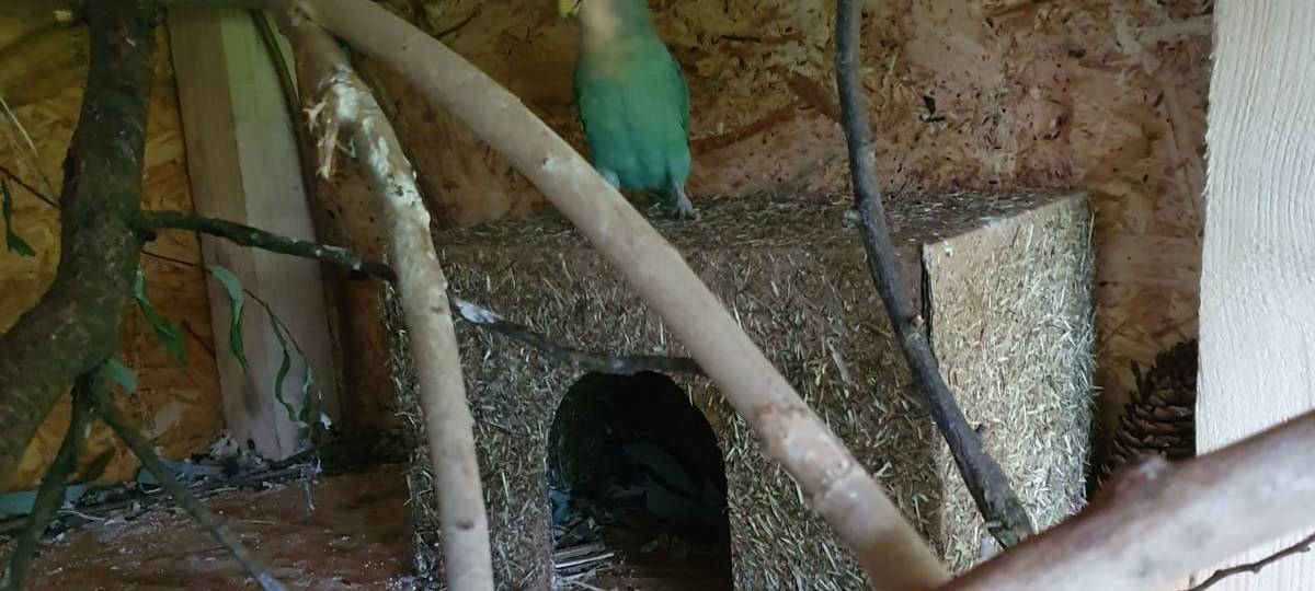 Kleine Papageien erobern das RSG-Land