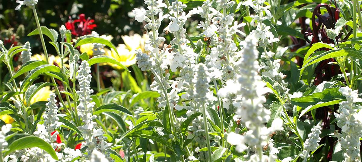 Mehr Blütenvielfalt für Remscheid