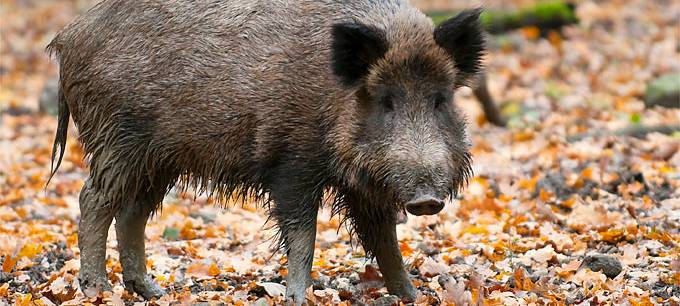 Polizei warnt vor Wildunfällen