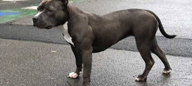 Bonnie ist weg - American Staffordshire Terrier-Mix entlaufen