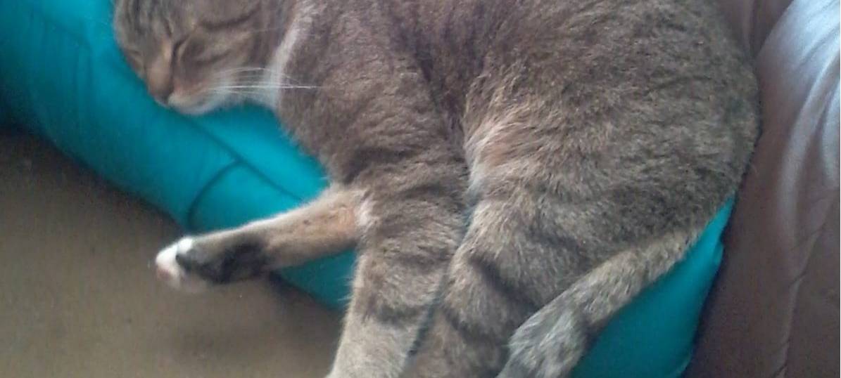 Kater Mickey vermisst in Solingen Wald