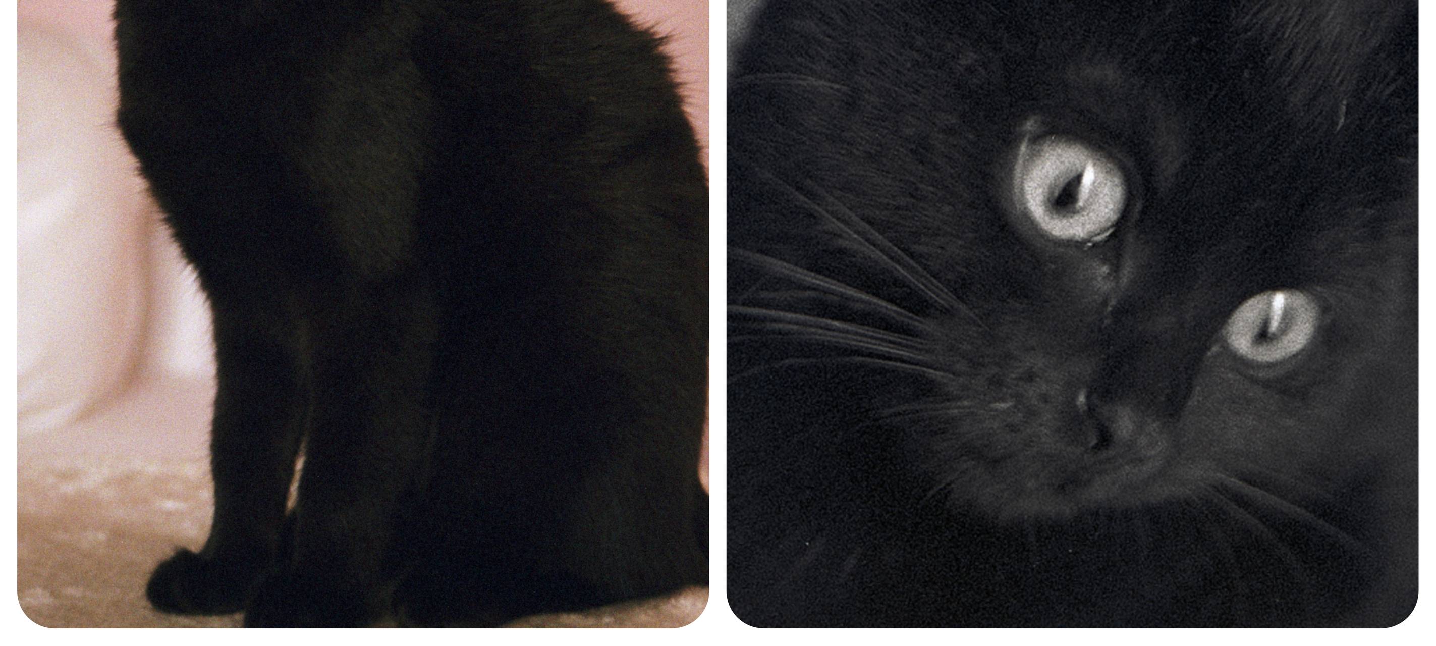 Schwarze Katze in Solingen Gräfrath vermisst