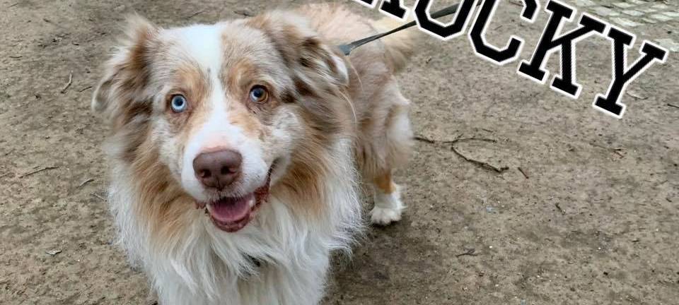 Auf den Hundenamen gekommen